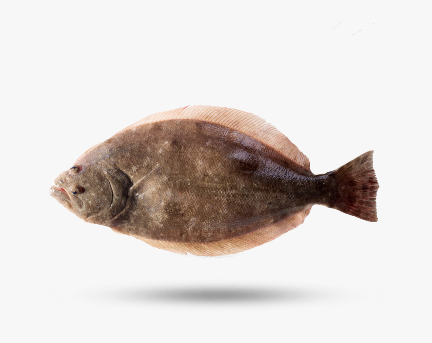 Flounder - Paralichthys Lethostigma, HD Png Download, Free Download