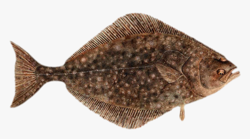 Photo Of A Halibut Fish - Pacific Halibut, HD Png Download, Free Download