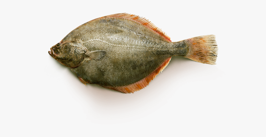 Yellowfin Flounder - Sole, HD Png Download, Free Download