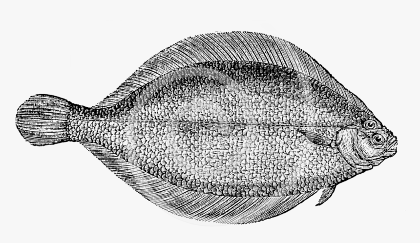 Flounder Png - California Flounder, Transparent Png, Free Download