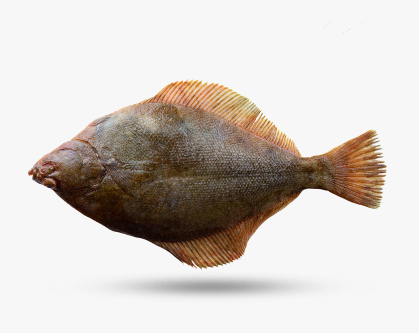 Fluke - Sole, HD Png Download, Free Download