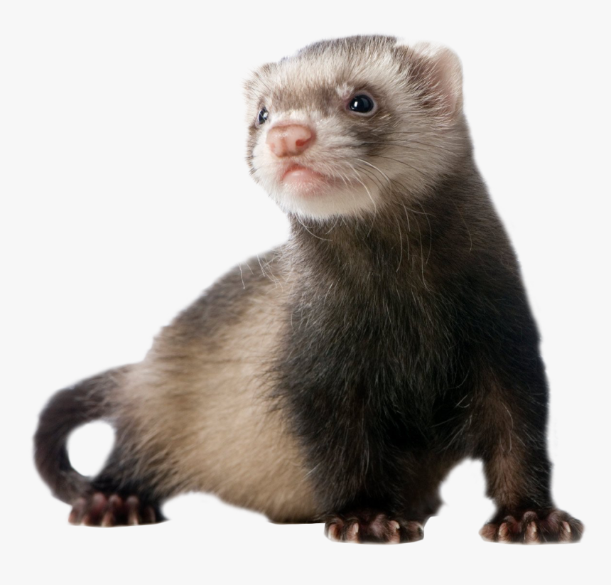 Ferret Standing Png Image - Ferret Png, Transparent Png, Free Download