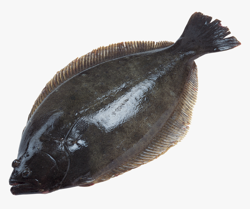 Now You Can Download Fish In Png - Halibut Transparent Background, Png Download, Free Download
