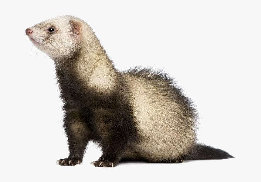 Ferret Png Free Download - Transparent Background Ferret Png, Png Download, Free Download