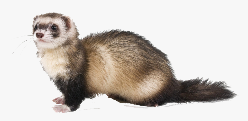 Ferret Png Free Background - Ferret Drawing, Transparent Png, Free Download