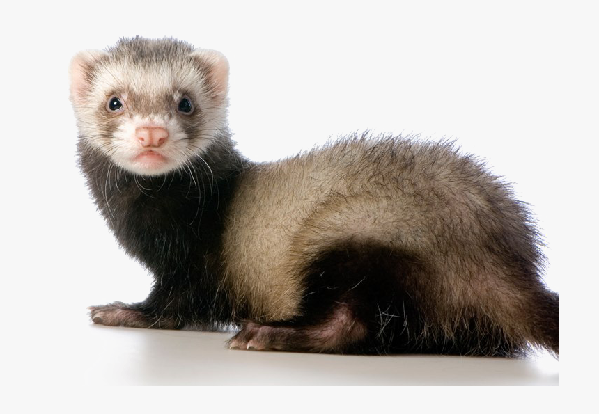 Ferret Png Transparent Image - Ferret Pet, Png Download, Free Download