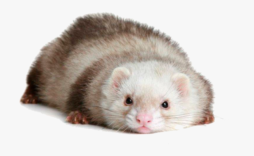 Transparent Background Ferret Png, Png Download, Free Download