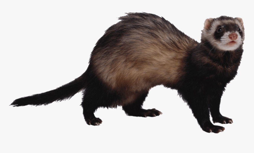 Free Png Ferret Png Images Transparent - Ferret No Background, Png Download, Free Download