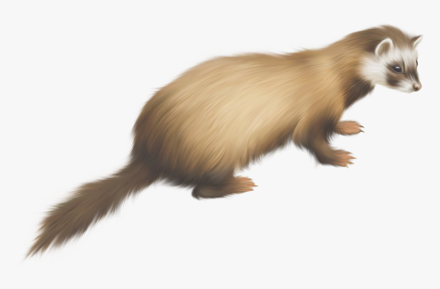 Best Free Ferret Transparent Png Image, Png Download, Free Download