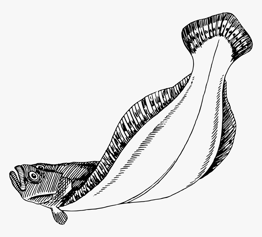 Flatfish - Flatfish Flounder Fish Drawing, HD Png Download, Free Download
