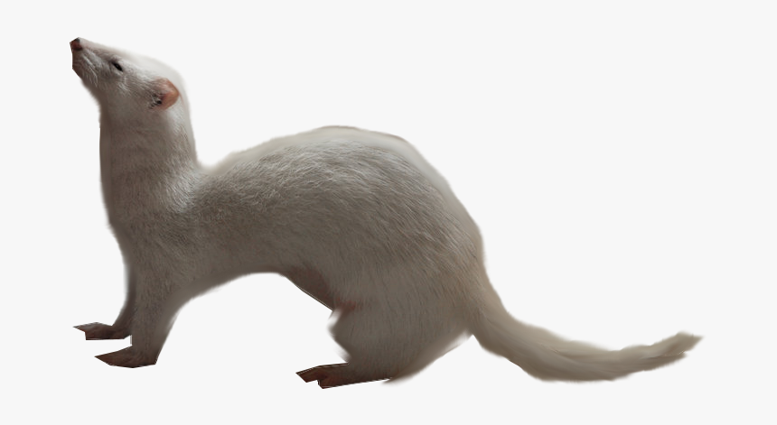Download For Free Ferret Icon - Ferret Gif No Background, HD Png Download, Free Download