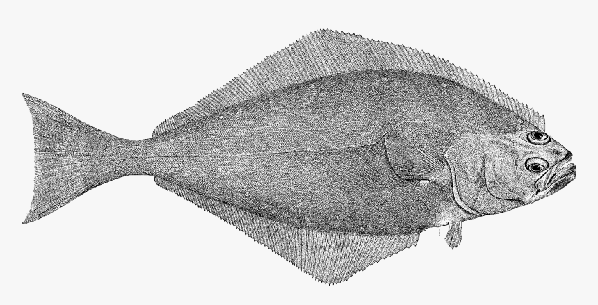 Pacific Halibut Image - Hippoglossus Hippoglossus Drawing, HD Png Download, Free Download