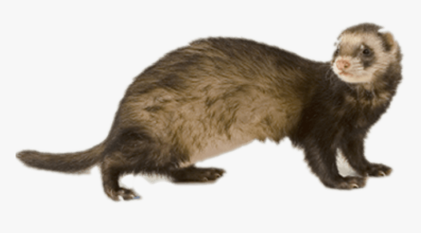 Free Png Ferret Png Images Transparent - Pet Ferret Png, Png Download, Free Download