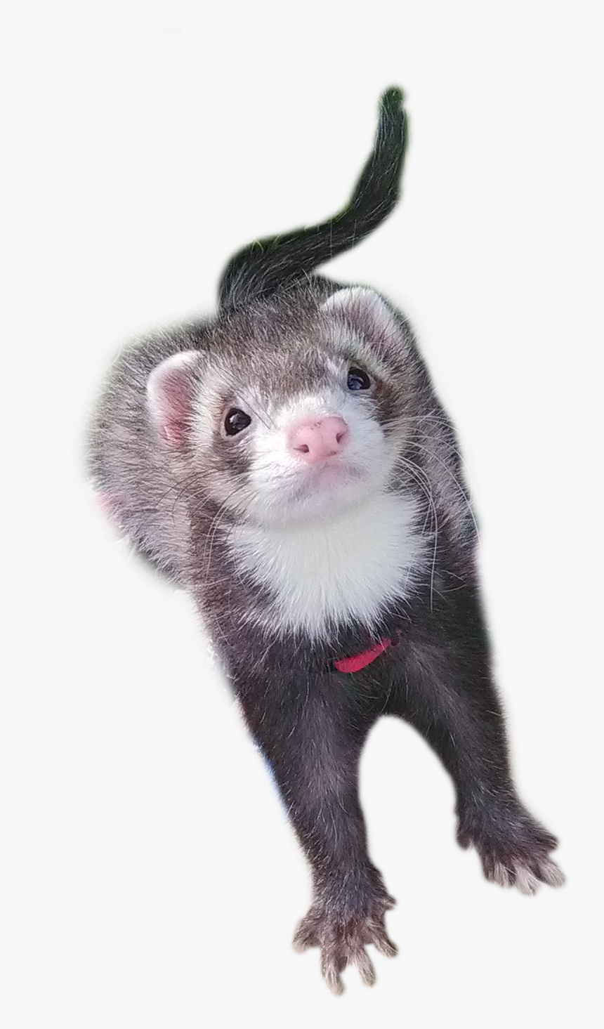 Ferret Png Free Download - Ferret, Transparent Png, Free Download