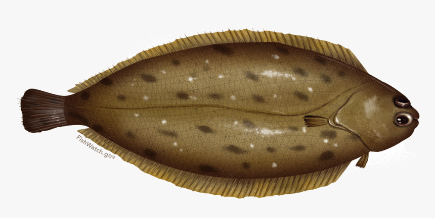 Dover Sole Illustration, HD Png Download, Free Download