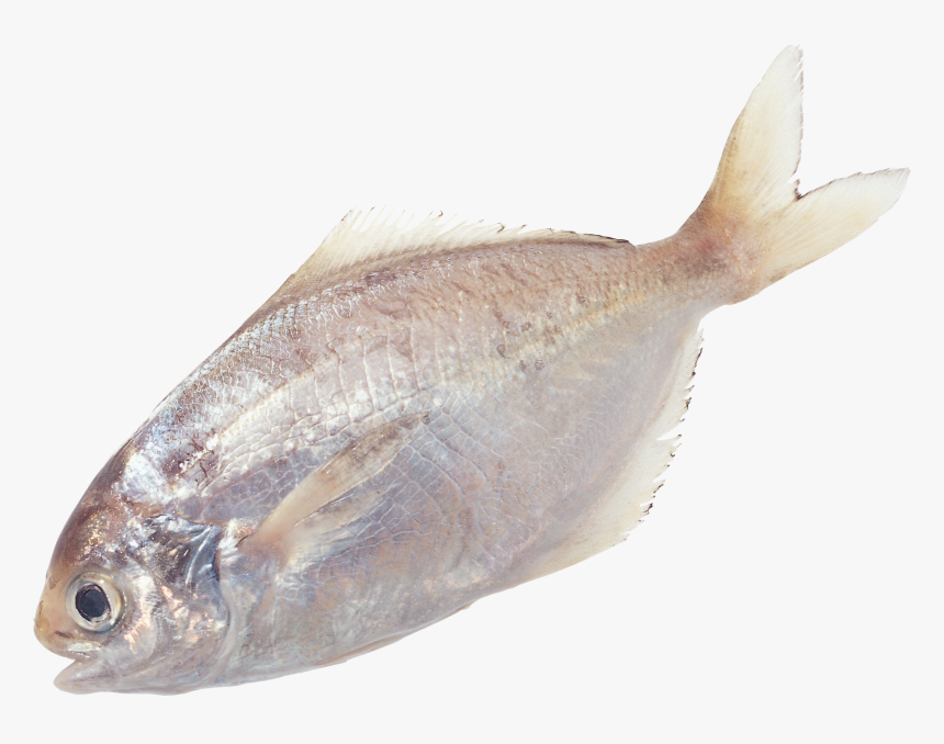 Download For Free Fish Icon Png - Portable Network Graphics, Transparent Png, Free Download