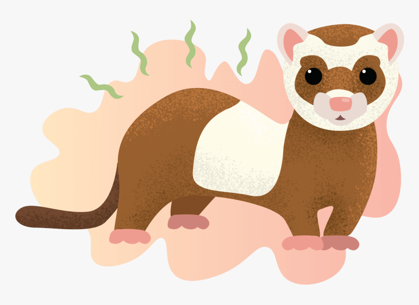 Illustration Of A Smelly Ferret - Ferret Illustration, HD Png Download, Free Download