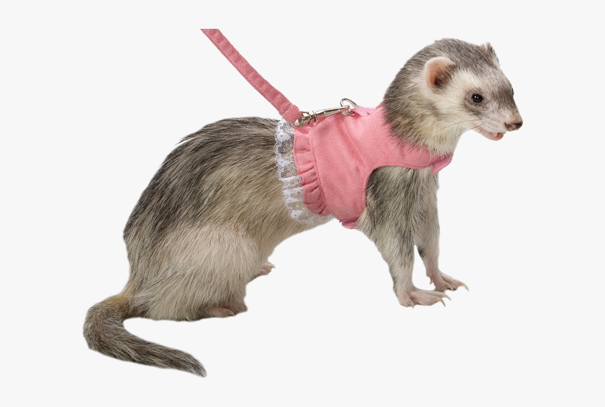 • Fashion Transparent Ferrets Shickens • - Ferret Png, Png Download, Free Download