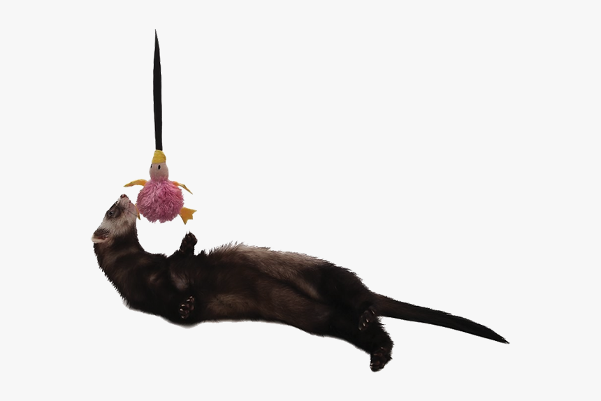 Ferret Toy Bungee - Cat Yawns, HD Png Download, Free Download