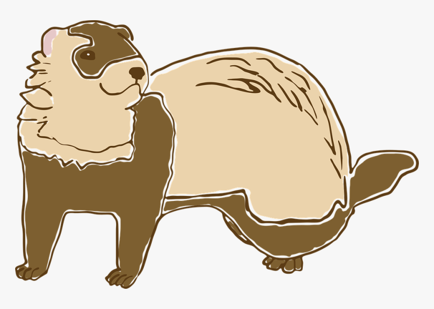 Ferret, Color, Freehand, Vector, Animals - Fretti Piirrettynä, HD Png Download, Free Download