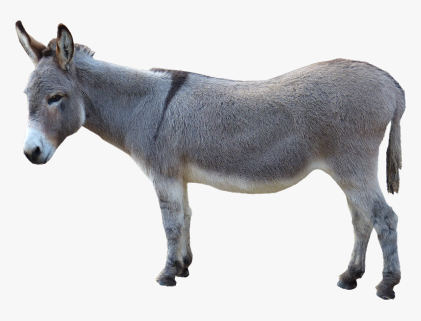Asinus Photograph Clip Art Grey Donkey Picture - Donkey Png, Transparent Png, Free Download
