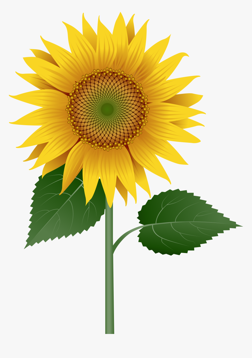 Sunflower Large Transparent Image Clipart , Png Download - Transparent Sunflower Graphics, Png Download, Free Download