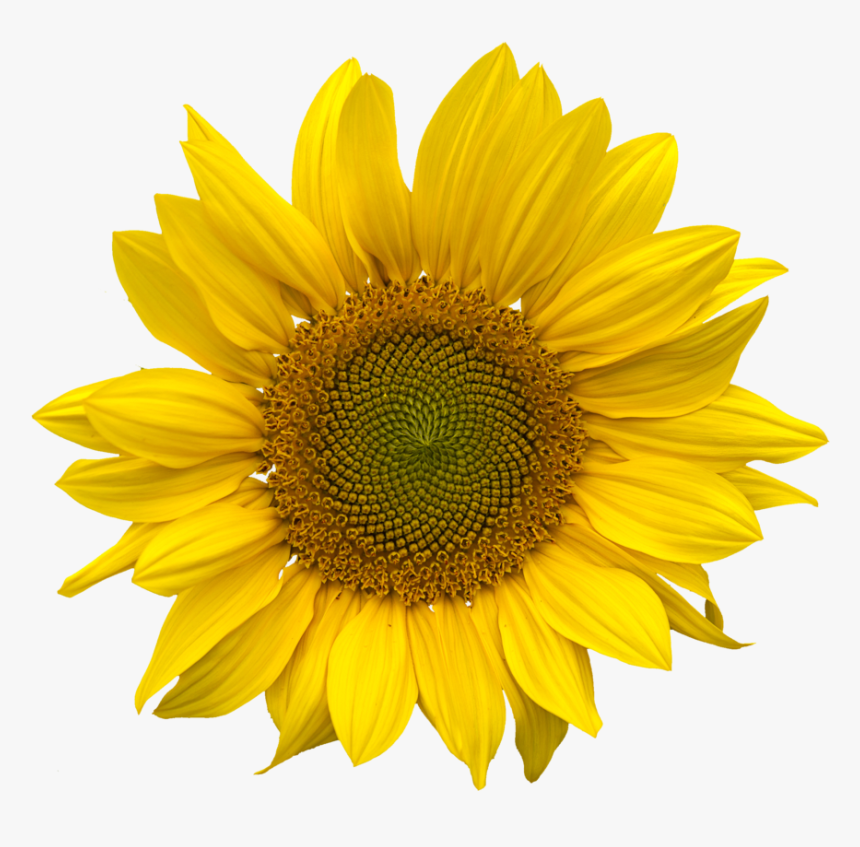 Sunflower Transparent Background, HD Png Download, Free Download