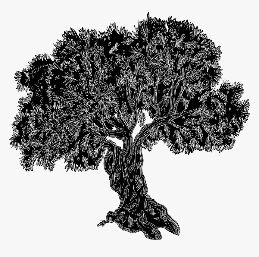 Olive Tree, Old Tree, Tree Silhouette, Tree, Gnarled - Olive Tree Silhouette, HD Png Download, Free Download