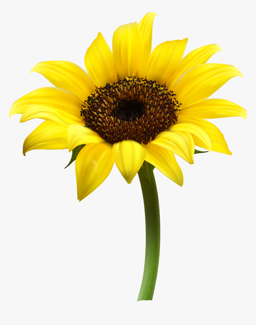 Sunflower White Background Png, Transparent Png, Free Download