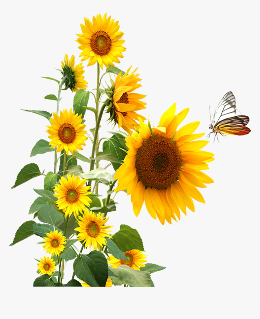 Sunflower,butterfly Png Download - Clipart Sunflower Butterfly, Transparent Png, Free Download