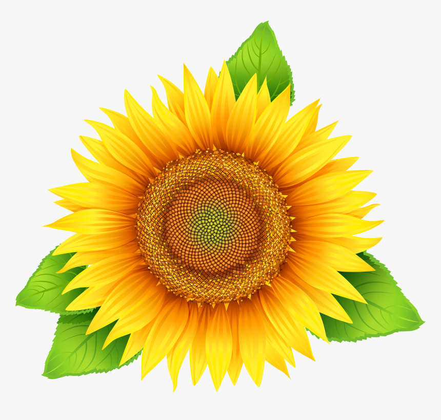 Sunflower Png Clipart Image - Hoa Hướng Dương Vector, Transparent Png, Free Download