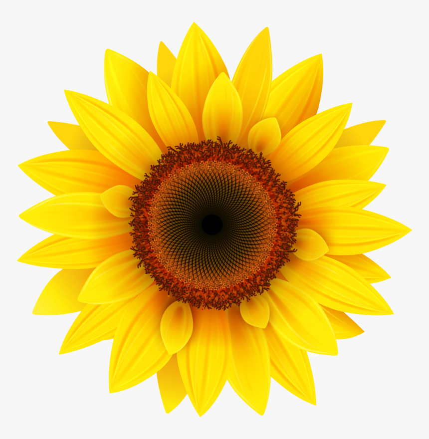 Transparent Background Sunflower Png, Png Download, Free Download