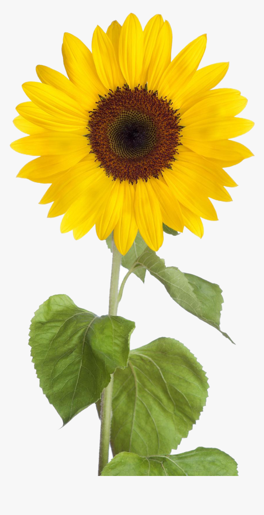 Sunflower Free Sunflower Clip Art Images Black And, HD Png Download, Free Download