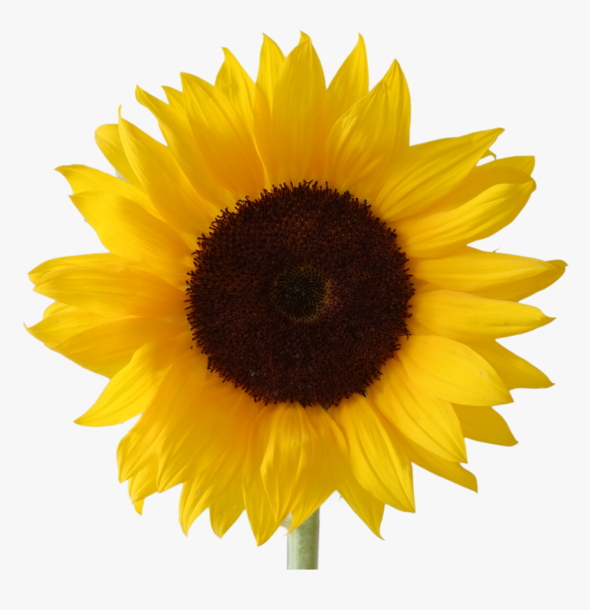 Icon Free Download Sunflower Vectors - Sunflower Png, Transparent Png, Free Download
