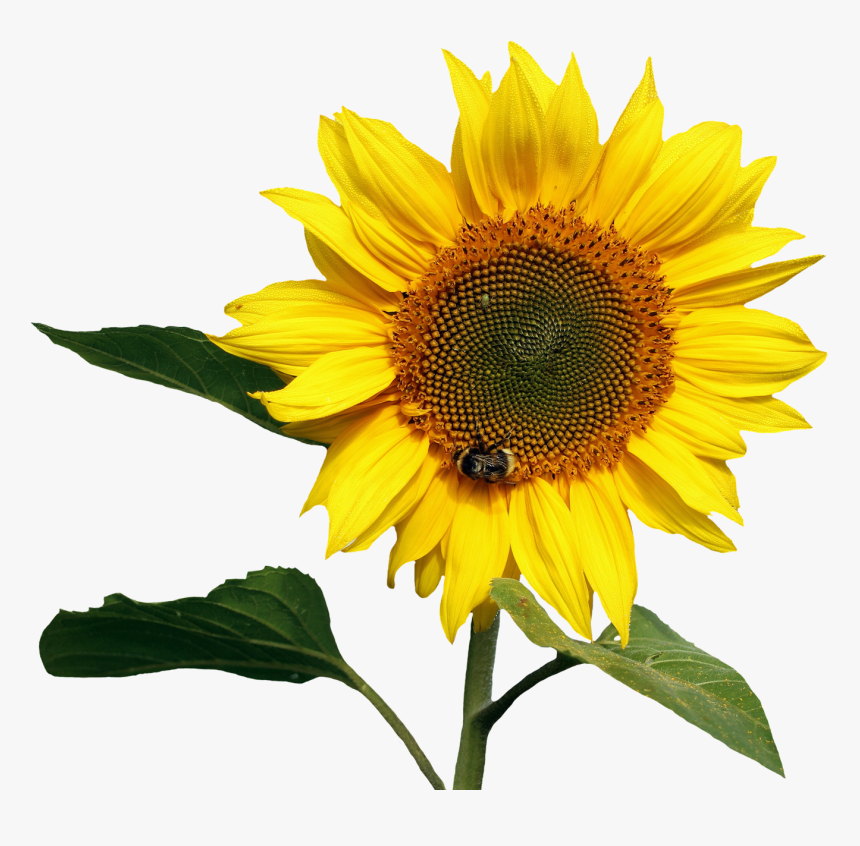 Sunflower Transparent Png Image - Sunflower Transparent, Png Download, Free Download