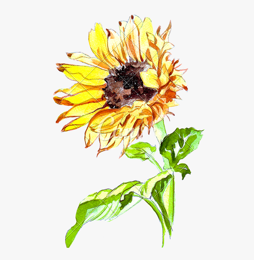 Clip Art Hand Drawing Of A - Sunflower Watercolor Vector Free, HD Png Download, Free Download