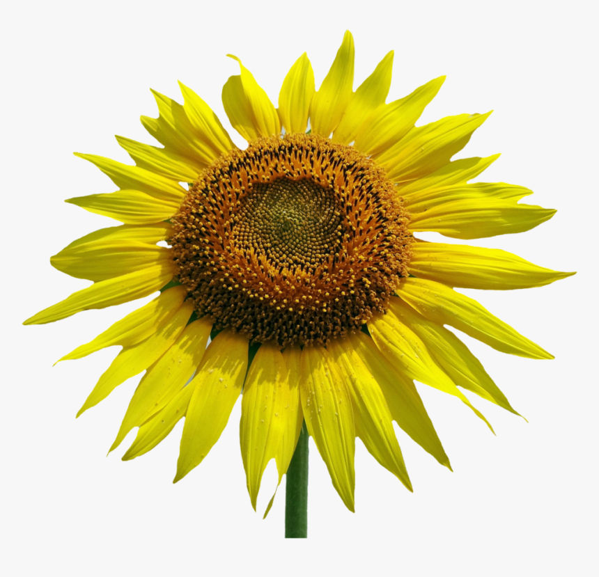 Sunflower Vector - Common Sunflower, HD Png Download, Free Download