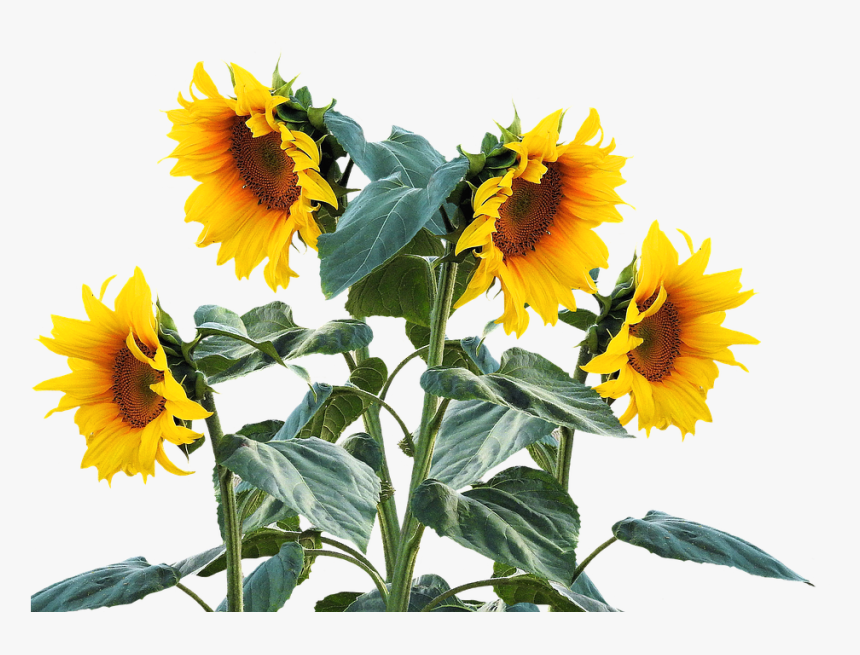 Sun Flower, Summer, Sun, Plant, Sunflower Bud - Sunflower Plant Png, Transparent Png, Free Download