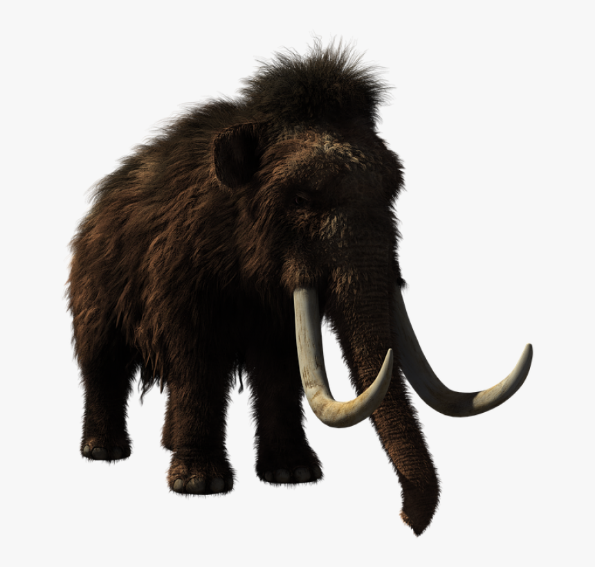 Woolly Mammoth, Animal, Prehistoric, Wildlife, 3d - Woolly Mammoth, HD Png Download, Free Download