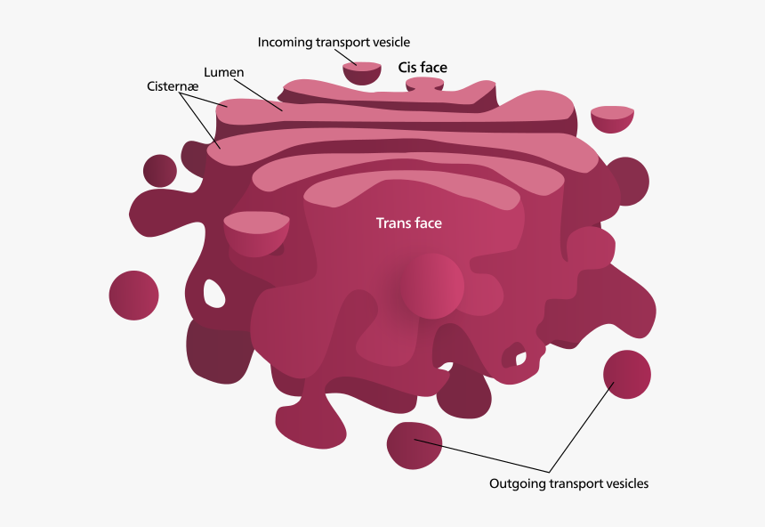 Golgi - Golgi Apparatus, HD Png Download, Free Download