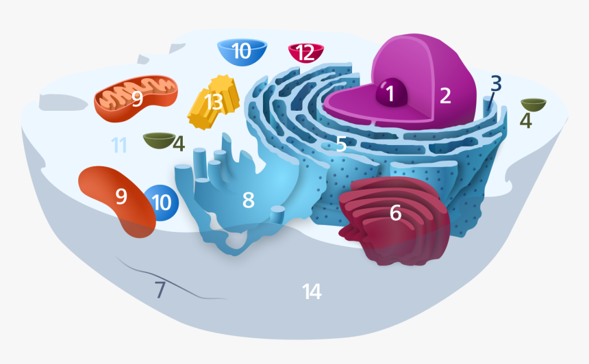 Animal Cell Diagram Numbered, HD Png Download, Free Download