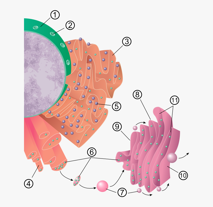 Endoplasmic Reticulum, HD Png Download, Free Download