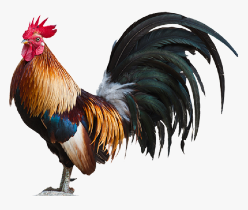 Cock Hd Png Pluspng - Rooster Png, Transparent Png, Free Download