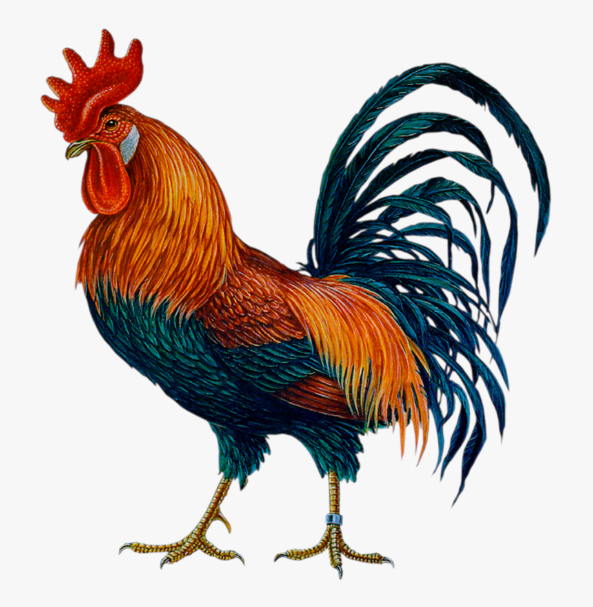 Cock Png, Transparent Png, Free Download