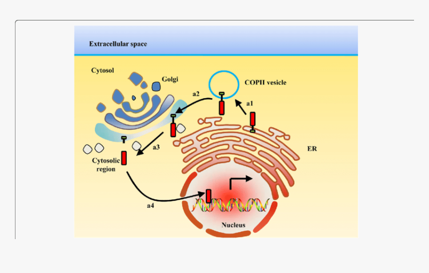 Er Membrane Bound Proteins Relocate In The Nucleus - Protein Trafficking In Nucleus, HD Png Download, Free Download