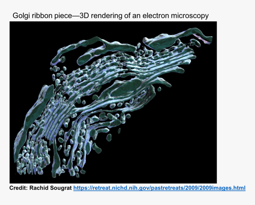 Golgi Apparatus Golgi In Microscope, HD Png Download, Free Download