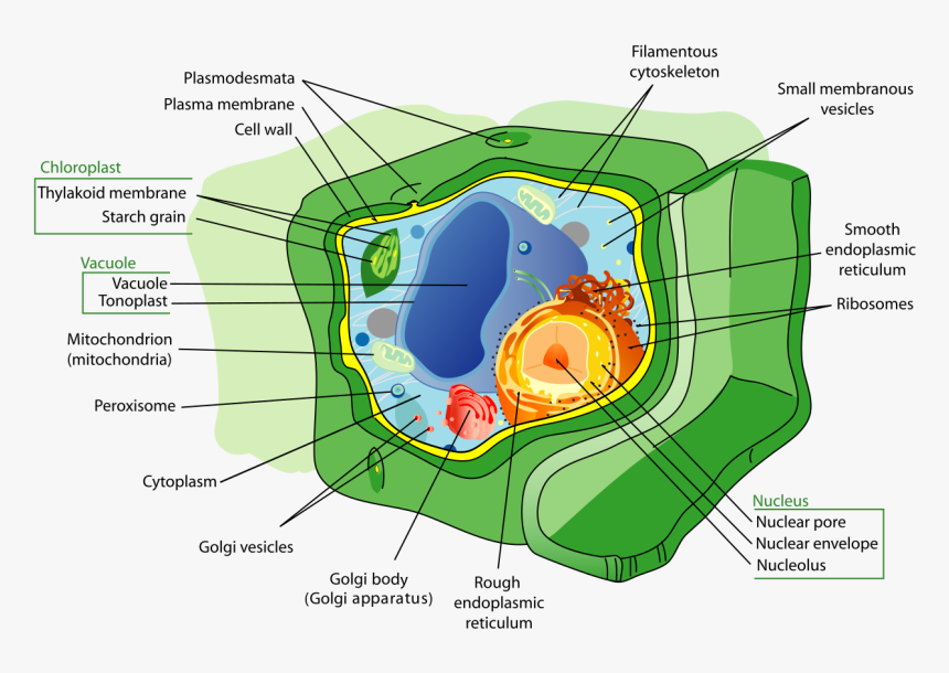 Plant Cell Cytoskeleton, HD Png Download, Free Download