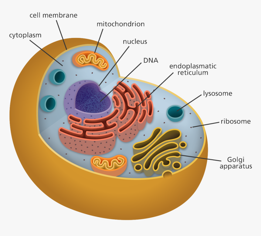 Illustration Showing The Structures Of An Animal Cell - Animal Cell, HD Png Download, Free Download