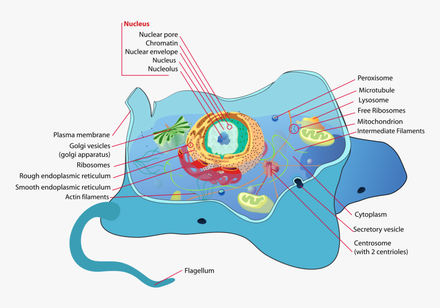 Animal Cell, HD Png Download, Free Download