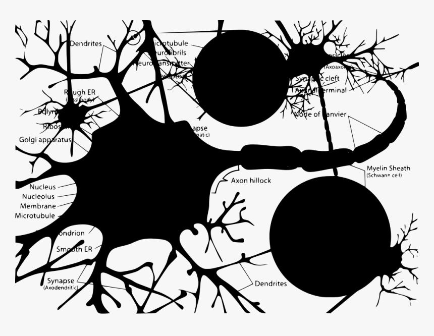 Transparent Golgi Apparatus Png - Nerve Cell With Organelles, Png Download, Free Download